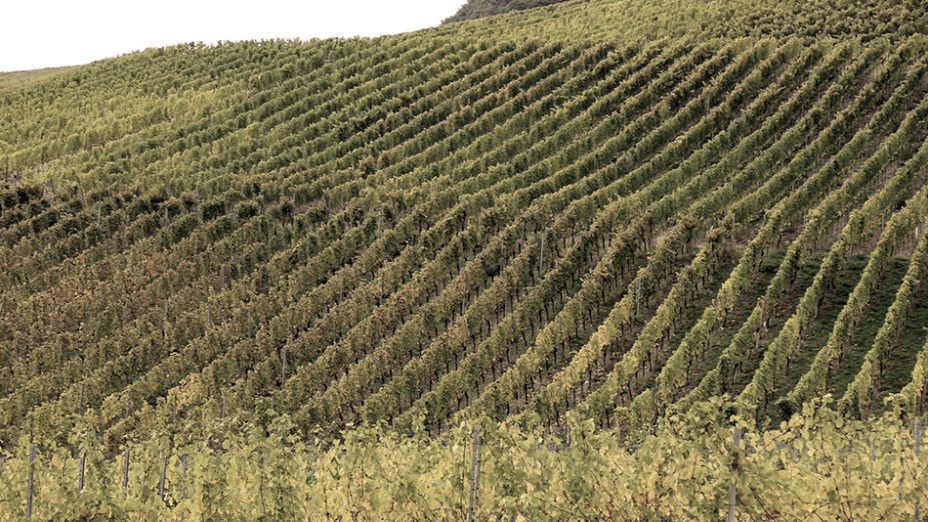 Santa Maria Valley - vineyard rows